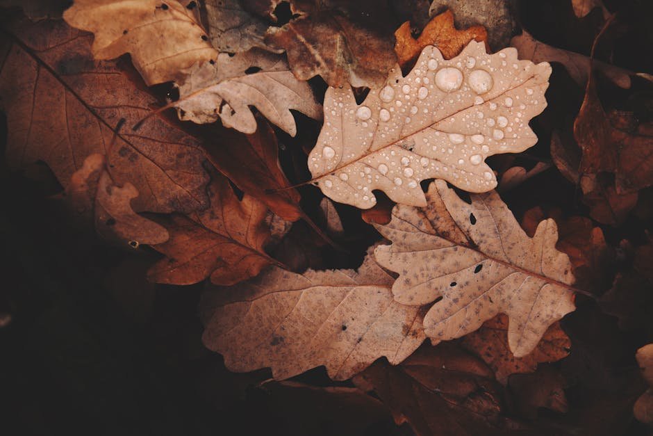 秋天吃什么最养生?中医视角下的秋季进补指南 1 Close-up of autumn oak leaves covered in raindrops, showcasing seasonal beauty.