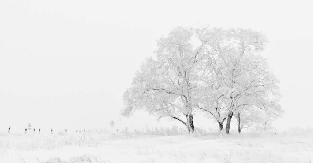 Snow-covered trees in a peaceful winter landscape under a bright sky.